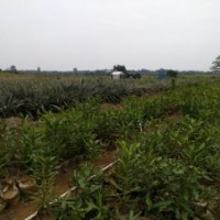 桂熱一號(hào)澳洲堅(jiān)果苗 桂熱1號(hào)