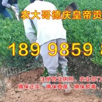 德慶貢柑苗