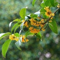 桂花小苗供應,河北區(qū)桂花小苗,莎莎園藝(多圖)