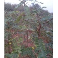 達(dá)州皂角苗_洛陽李鐵梁苗木_皂角苗種植技術(shù)