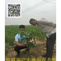 栽植核桃苗要注意些什么？