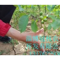 哪里的核桃苗比較純，能結(jié)果？