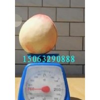 公斤王桃苗，黑桃苗，黃桃苗，秋彤桃苗，冬桃苗