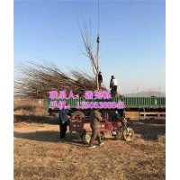 櫻桃苗圃_長(zhǎng)治櫻桃苗_信諾為民苗木基地(多圖)