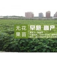 無花果苗,<惠星農(nóng)場>無花果苗培育專家,金華無花果苗
