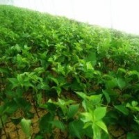 泰安吉塞拉櫻桃苗示范基地