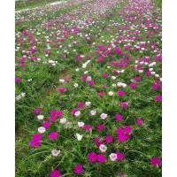 河北草花|合勝花卉|宿根草花價格