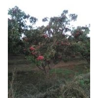 供應(yīng)核桃、山楂、櫻桃等果苗
