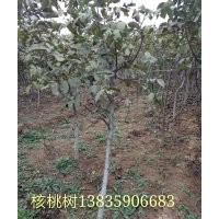譽(yù)揚(yáng)苗木經(jīng)銷(xiāo)部供應(yīng)果樹(shù)