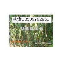 翅果油樹苗+2-3年翅果油樹苗+翅果油樹苗價格