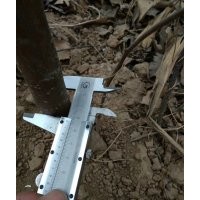 騰地處理2-4公分煙富3蘋(píng)果苗