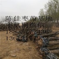 各種規(guī)格棗樹果苗