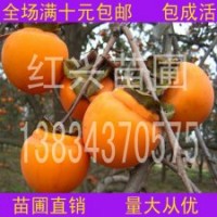 甜柿子苗，甜柿子小苗，山西甜柿子苗