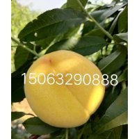 黃金脆桃苗，南非黃桃苗，冬桃苗，黃金蜜桃苗
