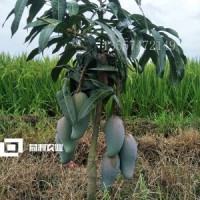 云南芒果苗批發(fā) 金煌芒果苗