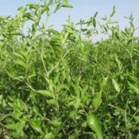 山西棗樹(shù)苗品質(zhì)好價(jià)格廉棗樹(shù)規(guī)格齊全棗樹(shù)品種齊全