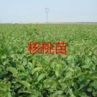 云南早實(shí)核桃苗，核桃苗批發(fā)，核桃苗只要0.9元