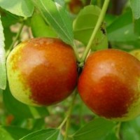銷售秦皇島重慶優(yōu)質(zhì)桃樹苗梨樹苗棗樹苗
