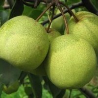 基地直銷大小規(guī)格梨樹苗 質量可靠實生梨樹苗 優(yōu)質嫁接梨樹苗