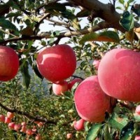 供應(yīng)遼寧黑龍江吉林耐寒桃樹苗蘋果苗李子苗