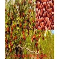 山東棗樹苗品種，優(yōu)質(zhì)棗樹苗價格，棗樹苗廠家