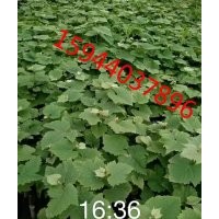 茉莉香葡萄苗合作社、茉莉香葡萄苗批發(fā)@