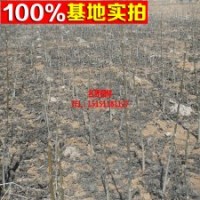 果樹(shù)苗圃常見(jiàn)供應(yīng)8518核桃苗