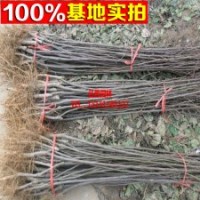 正宗紅星蘋果樹苗出售 新品種高產(chǎn)