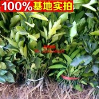 橙子基地大量 卡拉卡血橙 價(jià)格低