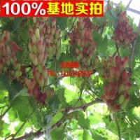 庭院盆栽樹(shù)苗 葡萄苗（美人指）