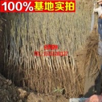 供應(yīng) 美味薄殼山核桃碧根果