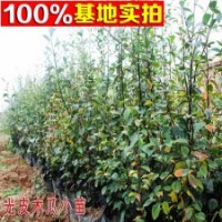 南北方種木瓜樹苗 天香木瓜