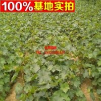 美國黑提苗 葡萄苗 夏黑葡萄苗