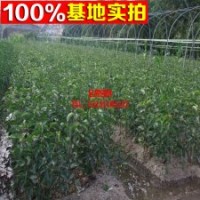 黃金梨 雪梨香梨樹苗 梨樹苗批發(fā)