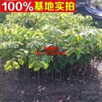 批發(fā)供應(yīng)楊梅樹苗 楊梅苗 果樹苗