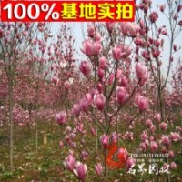 供應(yīng)玉蘭樹苗 （紫玉蘭） 喬木
