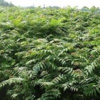 泰山紅油香椿
