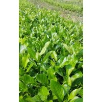 檸檬樹苗 檸檬苗 1年檸檬苗 優(yōu)質檸檬苗種植