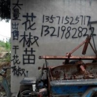 好品種花椒苗