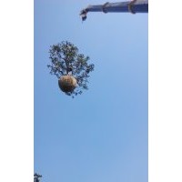 供山楂樹