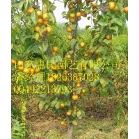 山東秋月梨樹(shù)苗批發(fā)價(jià)格