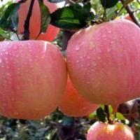 山西紅富士蘋果苗批發(fā)