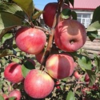 岳陽紅蘋果苗|岳冠蘋果苗|岳艷蘋果苗