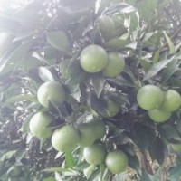 錦蜜冰糖橙苗