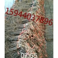 吉林省長春市景麗葡萄苗，鮮食葡萄，果樹苗，苗木批發(fā)基地
