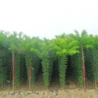 山楂樹(shù)，櫻桃樹(shù)，國(guó)槐，白皮松，海棠等