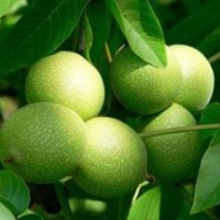 核桃苗