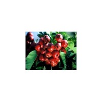 供品種核桃苗/桃樹苗/櫻桃苗/山楂苗/梨樹苗/蘋果苗