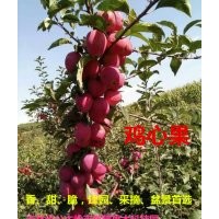 寒富，雞心果，GM256，龍豐蘋果，蘋果梨，山里紅，山丁子