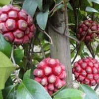 出售布福娜菠蘿葡萄苗每畝收入4-15萬元及紅、紫心火龍果苗（